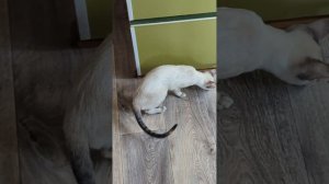 Ориентальная кошка,первая течка.Семь дней семь ночей испытаний.