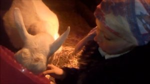 КАК УВЕЛИЧИТЬ УДОЙ// РАЗДОИТЬ КОЗУ//КАК ПОЛУЧИТЬ МНОГО МОЛОКА//КОЗА//КОЗОВОДСТВО//ФЕРМЕР