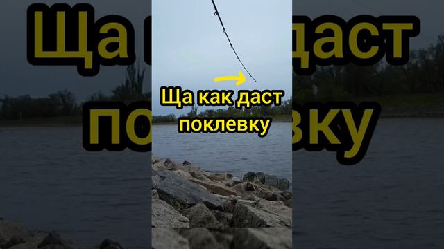 Мощная поклевка карася весной #рыбалка #fishing #fish #рыба