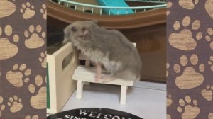 Смешное видео про ДЖУНГАРИКОВ ХОМЯЧКОВ! #ХОМКИНОВОЕ!!!