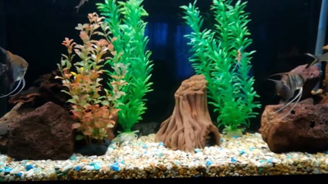 самый ленивый аквариум смотреть онлайн