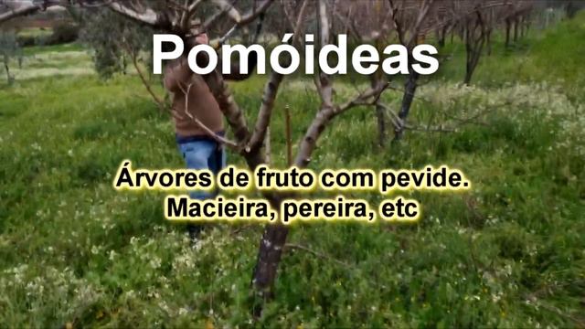 Saiba qual a MELHOR ÉPOCA para PODAR árvores de fruto смотреть онлайн