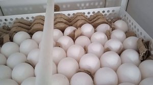 Инкубационное яйцо Декалб Уайт