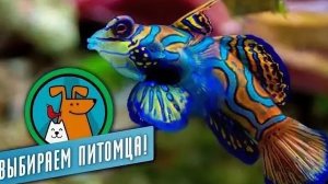Аквариумные рыбки. Выбираем питомца @moyaplaneta