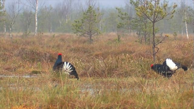 Тетерев, чибис, ястреб. Только самцы. Black grouse, Northern lapwing and Eurasian sparrowhawk смотреть онлайн