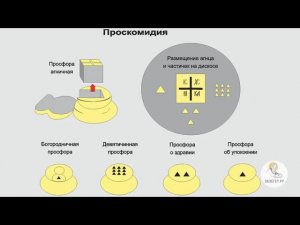Что такое Проскомидия?