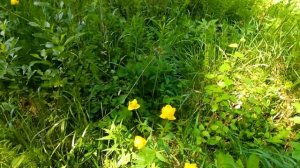 цветет купава.