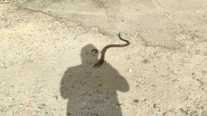 פתן המדבר בתלם  Пустынная кобра в Телеме