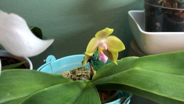 Орхидеи. Цветение на одной пoлке смотреть онлайн