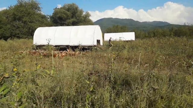 Пастбищные куры несушки второй круг завершен! Идём на третий! смотреть онлайн