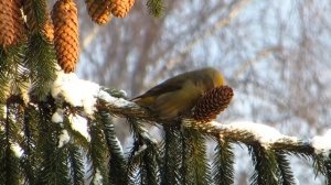 Птицы в городе (клёст, дятел...)