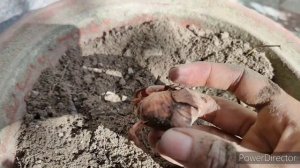 🤗How to grow🌾🌾gladiolus from bulb🌰🌰☺️