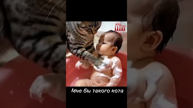 Мне бы такого кота