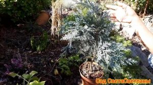 Красивый сад.Ответы.Советы.Ландшафтный дизайн своими руками. Красивая дача.Хвойные композиции.