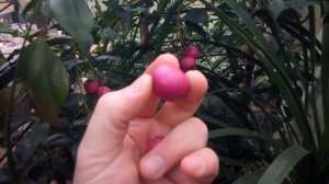 Сизигиум метельчатый - интересный плодово-декоративный экзот