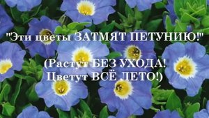 Эти цветы ЗАТМЯТ ПЕТУНИЮ! Растут БЕЗ УХОДА! Цветут ВСЁ ЛЕТО!