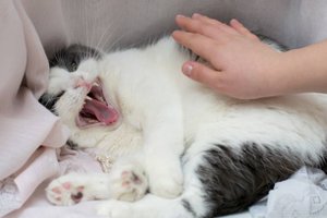 7 причин, почему кошка ведет себя агрессивно