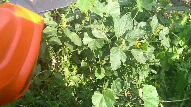 Аккумуляторные ножницы для сада Black+Decker (электрические ножницы для травы и кустов). Мой отзыв смотреть онлайн