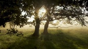 Общение с умершим, во сне как наяву.