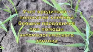 О подготовке специалистов Россельхозцентра ко Дню поля 2023