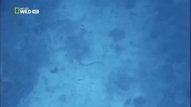 Самые опасные животные. Морские глубины