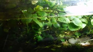 Aqua News №117. Перезапуск большого аквариума. Ч 3.