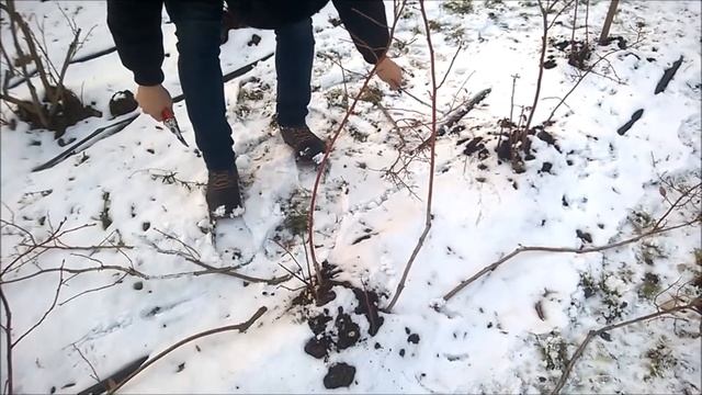 Обрезка старых кустов голубики . смотреть онлайн