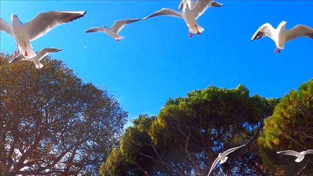 ?КОРМЛЮ ГОЛОДНЫХ ЧАЕК.ЯЛТА ОСЕНЬЮ смотреть онлайн