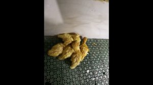 Ошибки в инкубации, влажность, БИ Несушка, вентилятор