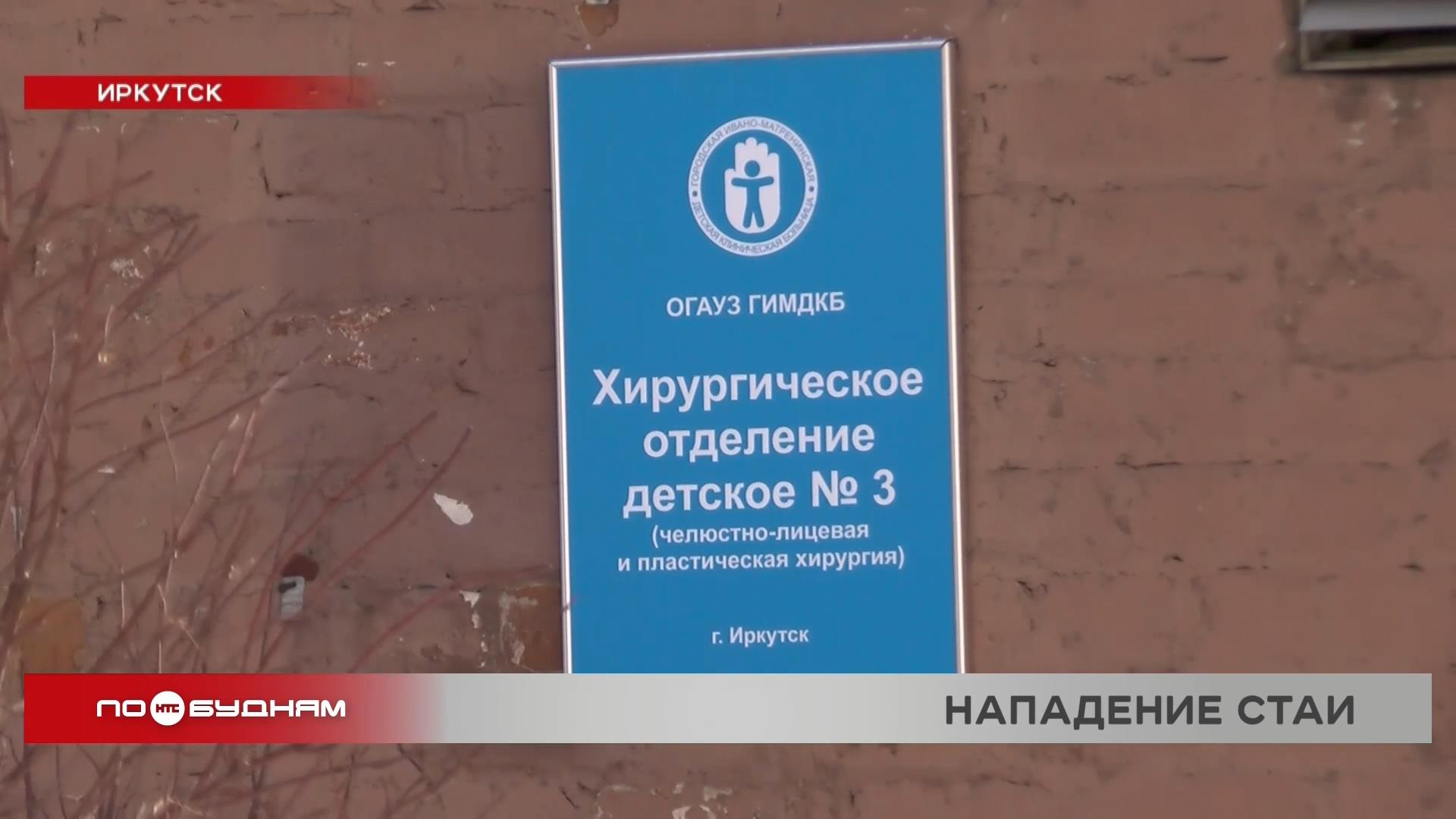 Стая бездомных собак напала на семилетнего ребёнка в Иркутске