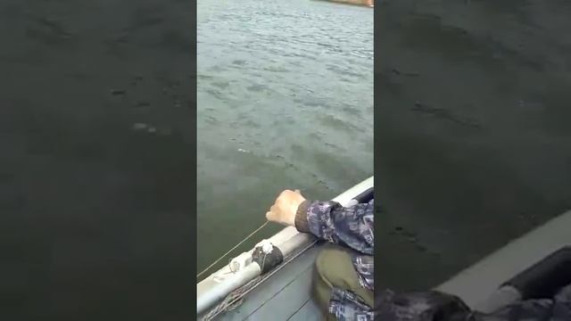 ВОТ ЭТО СОМ! | Тащим в лодку монстра | Рыбалка на сома | Россия смотреть онлайн