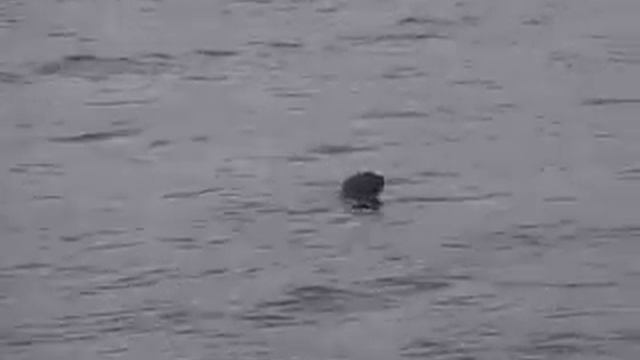 Омуль, Диксон