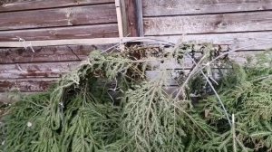 Дача! Работа в саду! Погодные качели! Сейчас +18,ночью - 13!