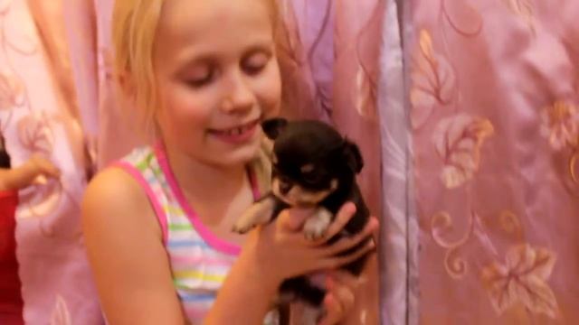 Девочка чихуахуа зарезервирована смотреть онлайн