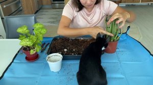 How to Repotting Sansevieria and Syngonium