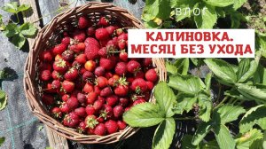 Не была на огороде целый месяц!!! Не все растения выжили....