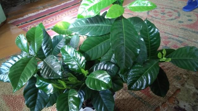 Гардения. Крупные, блестящие листья. Как достичь такого результата, смотреть онлайн