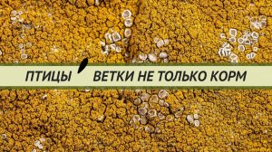 Ветки, травы, кора, специи, лишайники для птиц.