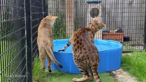 Living with a Savannah cat. New Swimming Pool Ep 36