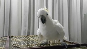 Мой желтохохлый какаду