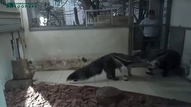 Любовь и муравьеды! смотреть онлайн