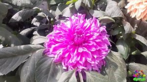 ?️big dahlia?️how to grow & care dahlia flower plant?️Dahlia flower||best winter flower?️Dahlia?️