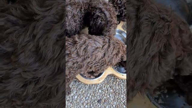Lagotto Romagnolo ein Frühstück am Morgen смотреть онлайн