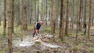 Husqvarna Chainsaw 545 AutoTune Felling, Pruning and Bucking Operations