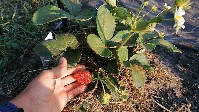 Флорида Бьюти клубника-вкусняшка?Ремонтантный сорт.