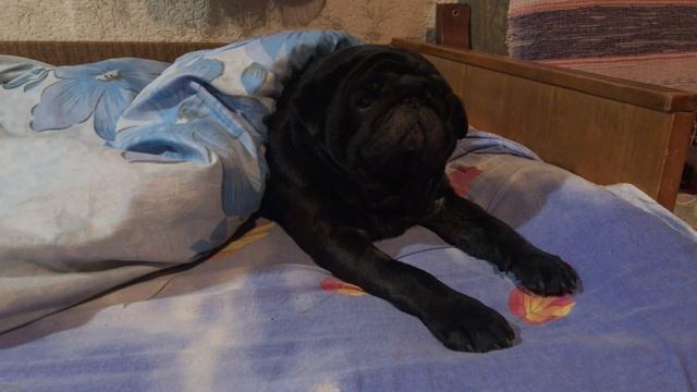 Дача. Куры несушки и гнездо с яйцесборником. смотреть онлайн