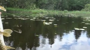 Ловля щуки на летние жерлицы