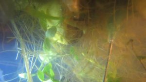 Болото в стакане. Личинки Поденки. Свободно плавающие нимфы (swimming nymph).