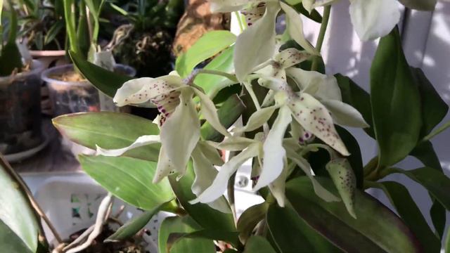 Цветение января смотреть онлайн