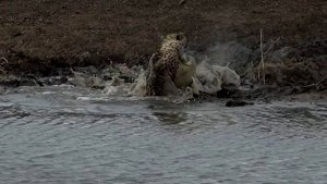 Крокодил схватил гепарда, но в то что случилось дальше вериться с трудом!